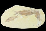 Trio of Fossil Fish (Knightia) - Green River Formation - Wyoming #136861-1